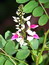 Indigofera tinctoria, Indigopflanze, F�rbepflanze, F�rberpflanze, Pflanzenfarben,  f�rben, Klostergarten Seligenstadt